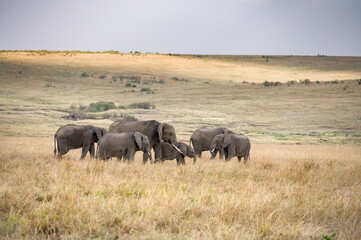 Fototapeta premium Herd of African Bush Elephants Walking Through High Grass (Loxodonta Africana), Maasai Mara National Reserve, Kenya, East Africa
