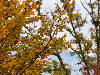 Branches of deciduous tree in autumn with yellow leaves