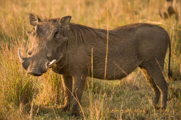 Male warthog (Phacochoerus) in open savanna grass, Masai Mara National Reserve, Kenya, East Africa