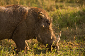 Male warthog (Phacochoerus) feeding on knees in open savanna grass, Masai Mara National Reserve, Kenya, East Africa