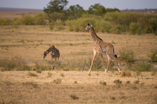 Juvenile Masai Giraffe (Giraffa camelopardalis tippelskirchi), Maasai Mara, Kenya