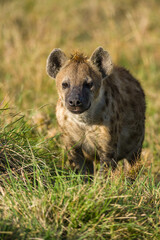 Spotted Hyena (Hyaenidae) standing in tall grass, Maasai Mara, Kenya