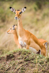 Impala gazelle (Aepyceros melampus) standing on mound looking for predators, Maasai Mara, Kenya