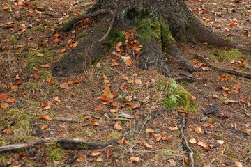 Tree roots covered with moss visible through soil in autumn forest