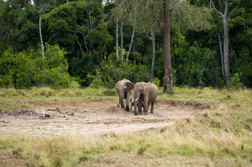 African bush elephants with juvenile Loxodonta africana) eating grass, Masai Mara National Reserve, Kenya, East Africa