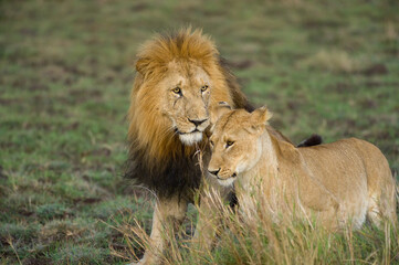 Male and female lion (Panthera leo) standing together, Masai Mara, Kenya