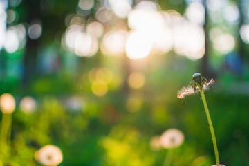 Beautiful dandelion flowers with flying feathers in the garden. Sun rays in a forest glade at sunset