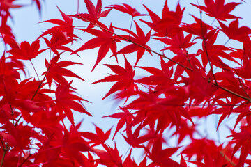 紅葉と秋の空