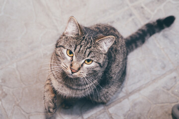 shelter for homeless cats, the cat looks into the lens