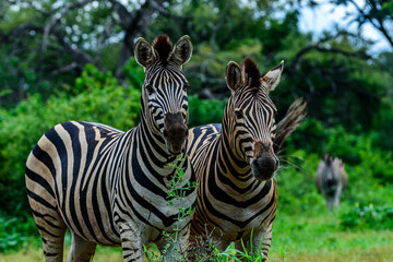Chapman's zebras in north part of Kruger national park in South Africa.