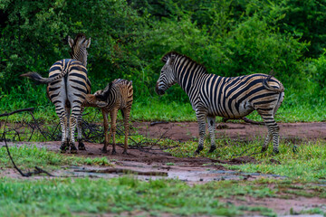 Fototapeta na wymiar Chapman's zebras in north part of Kruger national park in South Africa.