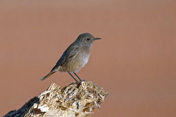 Obraz premium Rotschwanz-Steinschmätzer
