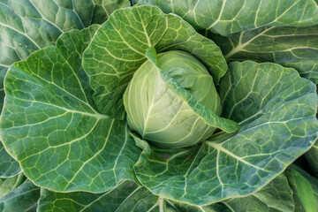head of young green cabbage close-up.