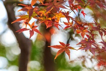 紅葉