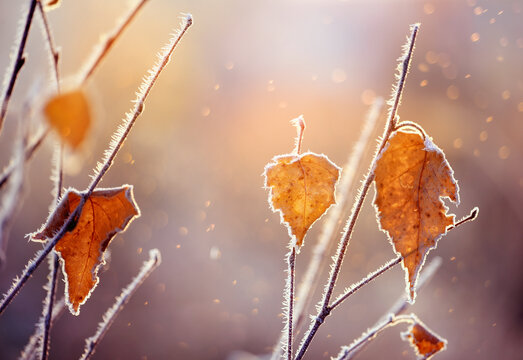 Branches of a shrub with yellow leaves covered with crystals of frost on a natural background of dry grass. Soft selective focus. A fresh frosty morning in late autumn or the first days of winter.