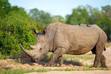 Fototapeta premium White rhinoceros, square-lipped rhinoceros or rhino (Ceratotherium simum) and red-billed oxpecker (Buphagus erythrorynchus). Mpumalanga. South Africa.