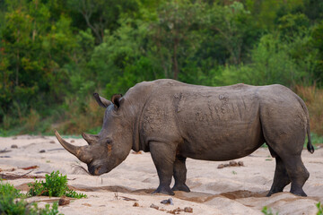 Fototapeta premium White rhinoceros, square-lipped rhinoceros or rhino (Ceratotherium simum) Mpumalanga. South Africa.