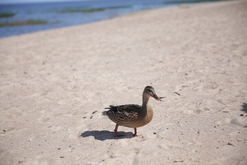 Wild female duck walks along the sandy beach