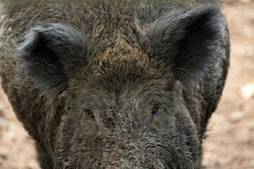 Wildschweinblick