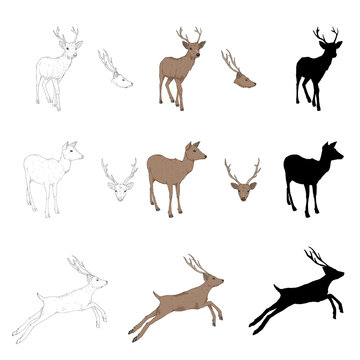 Vector Set of Deer Illustrations. Different Styles and Poses of Animal.