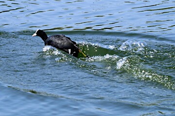 Fulica atra or Eurasian coot, gruiform bird of the Rallidae family.