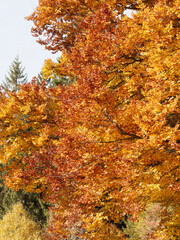 Fagus sylvatica | Lower branches of European or common beech with branches garnished marcescent foliage. Alternate leaves copper, yellowish and reddish fall colors