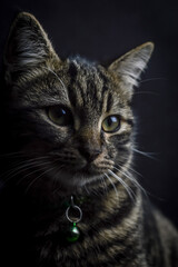 low key close up portrait of a young grey tabby cat with green eyes and green collar with a bell	