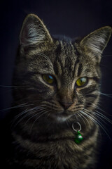 low key close up portrait of a young grey tabby cat with green eyes and green collar with a bell