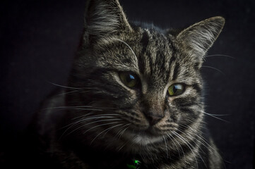 low key close up portrait of a young grey tabby cat with green eyes and green collar with a bell	