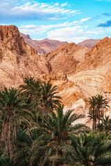 Atlas Mountains. Oasis de Chebika with dates palm trees between the rocks and mountains in the middle of the desert. Desert canyon, Grand Canyon of Tunisia. Near the boarder of Algeria.
