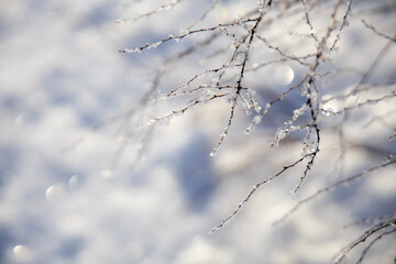 snow covered branches