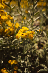 yellow flowers in the garden