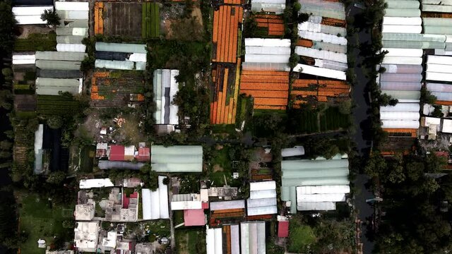 Drone shot of cempasuchil flower plantation in Xochimilco Chinampas in Mexico city