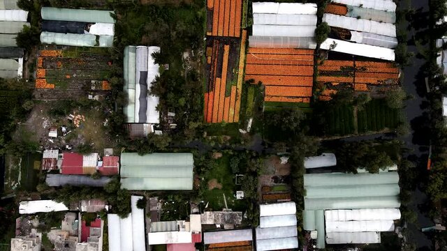 Cenital view of diverse Cempasuchil flower plantation in Xochimilco mexico city