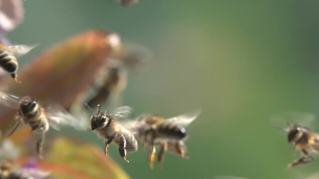 Bees, swarm of honeybees flying