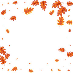 Obraz premium Yellow Acorn Background White Vector. Leaves Forest Design. Brown Leaf. Natural Illustration. Orange Oak Elm.