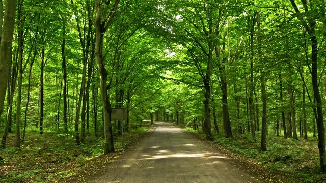 Summer forest and leafy footpath in Poland