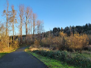 autumn in the forest