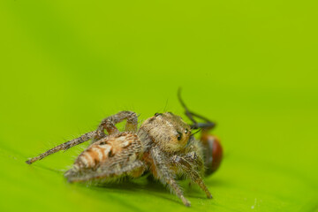 Closeup macro in Hyllus semicupreus Jumping Spider on blue background. Jumping Spider eating flies