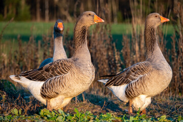 Domestic geese graze on traditional village goose farm