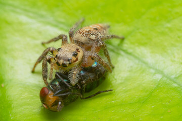 Closeup macro in Hyllus semicupreus Jumping Spider on blue background. Jumping Spider eating flies