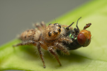 Closeup macro in Hyllus semicupreus Jumping Spider on blue background. Jumping Spider eating flies