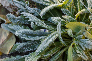 Wedding ring with a blue stone among the greenery
