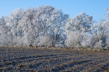 Winterlandschaft: Hecke / Bäumen mit Raureif und Frost hinter einem Feld / Acker (Landwirtschaft...