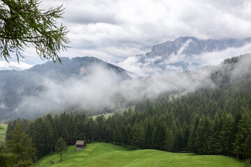 Fog in a pine forest near the Dolomites after rain