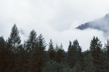 Silhouettes of pine trees in a coniferous forest covered with dense fog
