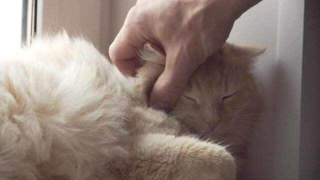 Hand Strokes White Cat on the Head. Close-up Shot of Mans Hands Petting a Cute White Cat