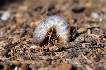 Rose chafer larva. Close up of the insect. Rose chafer grub. Pests in the garden.