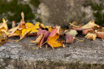 Fallen autumn leaves