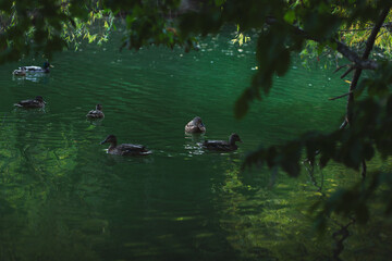 Ducks swimming on emerald green lake under the shade of trees